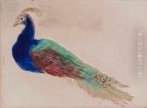 Study Of A Peacock by William Henry Hunt