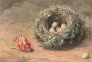 Still Life Of A Bird's Nest And Tulip by William Henry Hunt