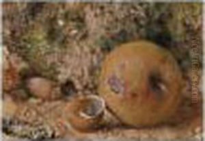 Still Life Of An Apple, A Shell And A Nut