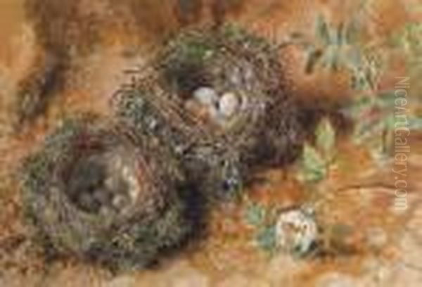 Still Life With Birds' Nests - view 1