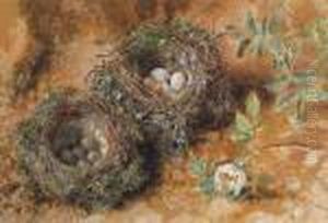 Still Life With Birds' Nests by William Henry Hunt