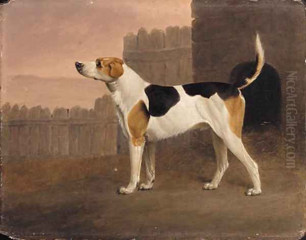 A Foxhound outside a Kennel - view 1