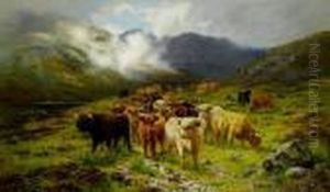Highland Cattle, Isle Of Skye