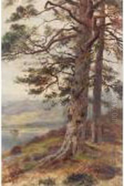 The Great Scots Pine - view 1