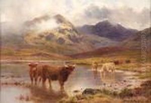 Highland Cattle Watering