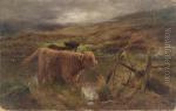 Highland Calves Watering - view 1