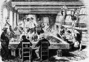 Treading the Grapes from The Wine-Harvest in the Bordelais by Miranda