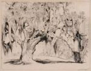 Yeomans Oak
