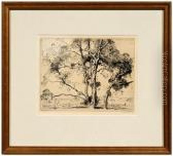 Sycamores - view 1