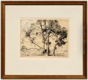 Sycamores