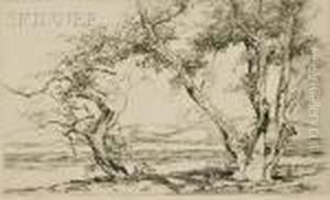The Old Stand Of Trees