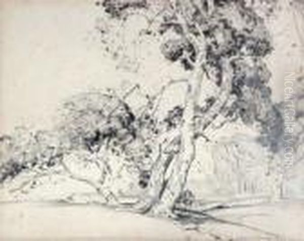 Old Sycamores - view 1