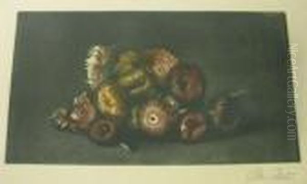 Cudweed. - view 1