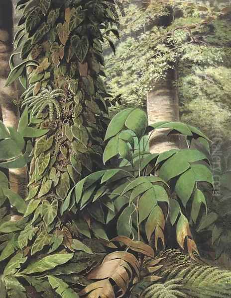 A Brazilian jungle scene with Guarana palms - view 1