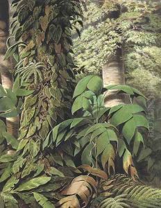 A Brazilian jungle scene with Guarana palms by William Michaud