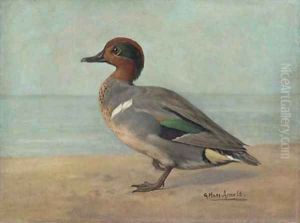 Green-winged Teal by Gustav Muss-Arnolt
