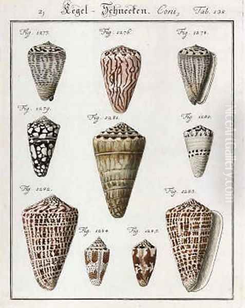 Studies of Shells - view 1