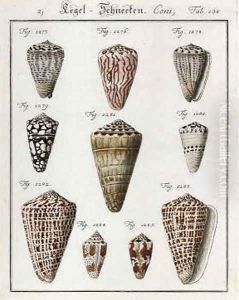 Studies of Shells by Friedrich Heinrich Wilhelm Martini