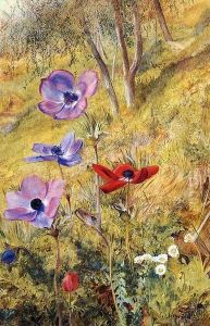 Anemones