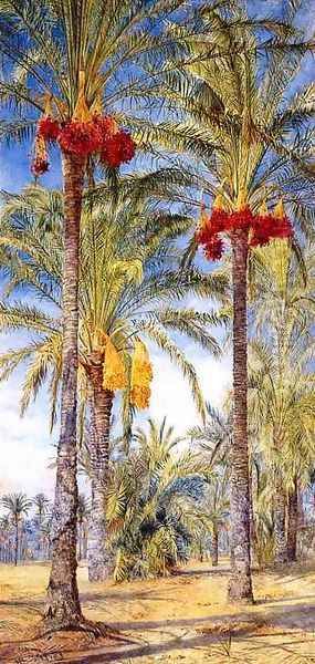 Date Trees, Ramleh, Egypt - view 1