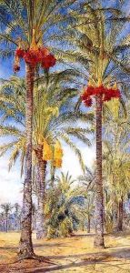Date Trees, Ramleh, Egypt