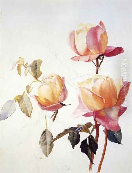 Florentine Roses - view 1