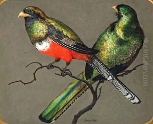 Bar-Tailed Trogon by Charles Christian Nahl