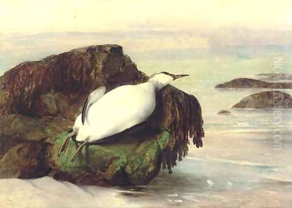 A dead seabird, Shanklin, Isle of Wight - view 1