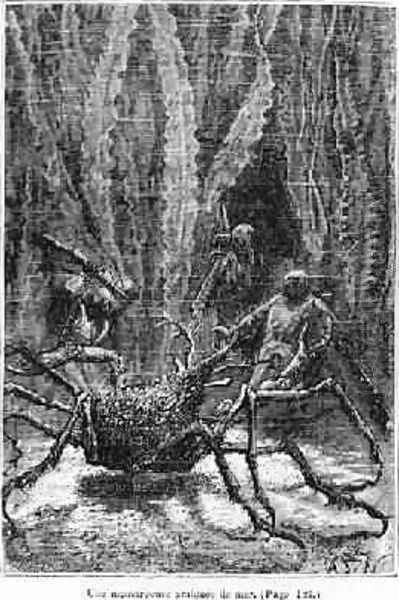The Spider Crab - view 1