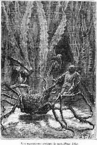 The Spider Crab The Spider Crab