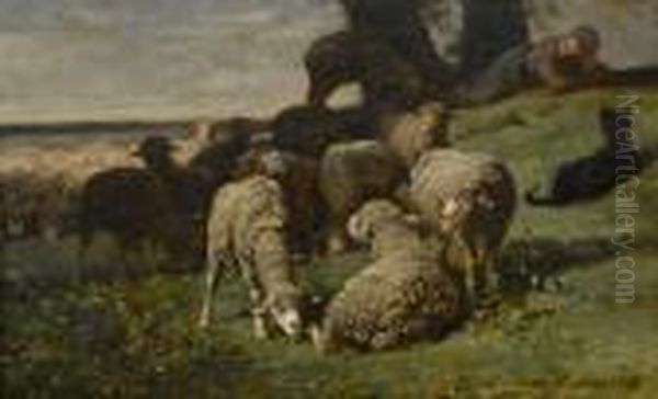 Flock Of Grazing Sheep - view 1