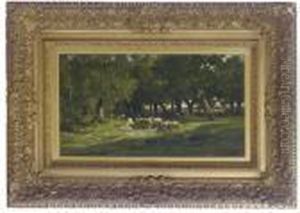 Sheep Resting In The Sunlight In A Forest Clearing