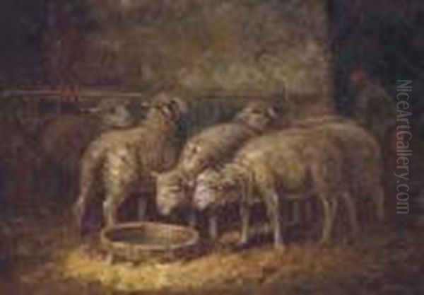 Sheep Watering In A Stable - view 1