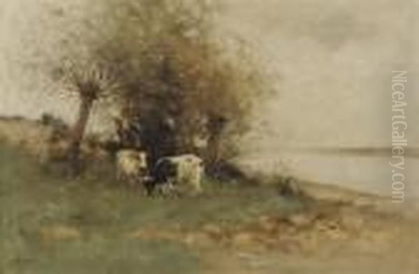 Cattle Grazing Near The River - view 1