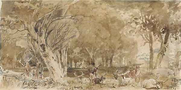 Deer resting in the shade - view 1