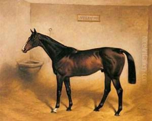 The Racehorse Abbeywood In A Stable