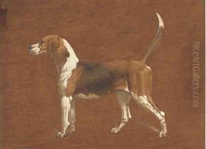 Wallflower, a hound from the North Warwickshire Hunt by Basil J. Nightingale