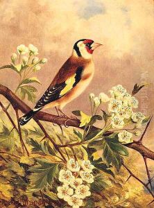 A Goldfinch by Robert Nightingale