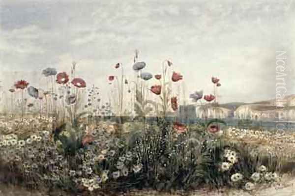 Wild Flowers on the Irish Coast - view 1