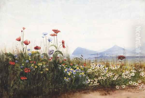 Poppies, cornflowers and daisies on Killiney Hill - view 1
