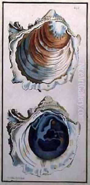 Oyster Shell - view 1