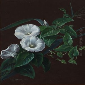 White Bindweed