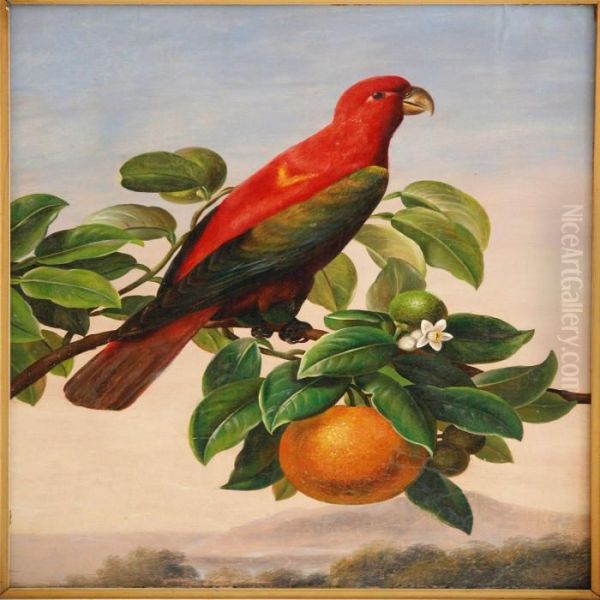An Amazon Parrot On An Orange Twig - view 1
