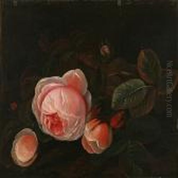 Pink Roses - view 1