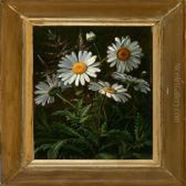 Daisies - view 1