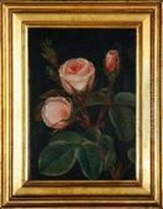 Pink Roses Pink Roses