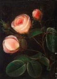 Pink Roses