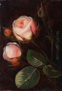 Pink Roses Pink Roses