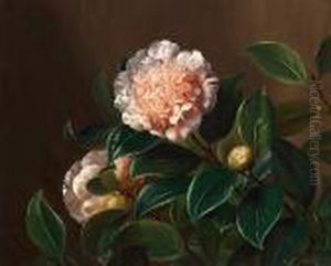 Camellia Camellia