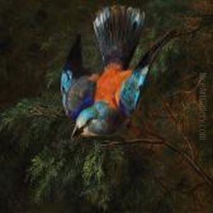 A Jay In A Spruce